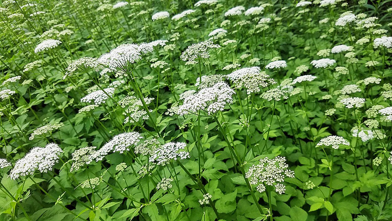 Сныть обыкновенная (Aegopodium podagraria)