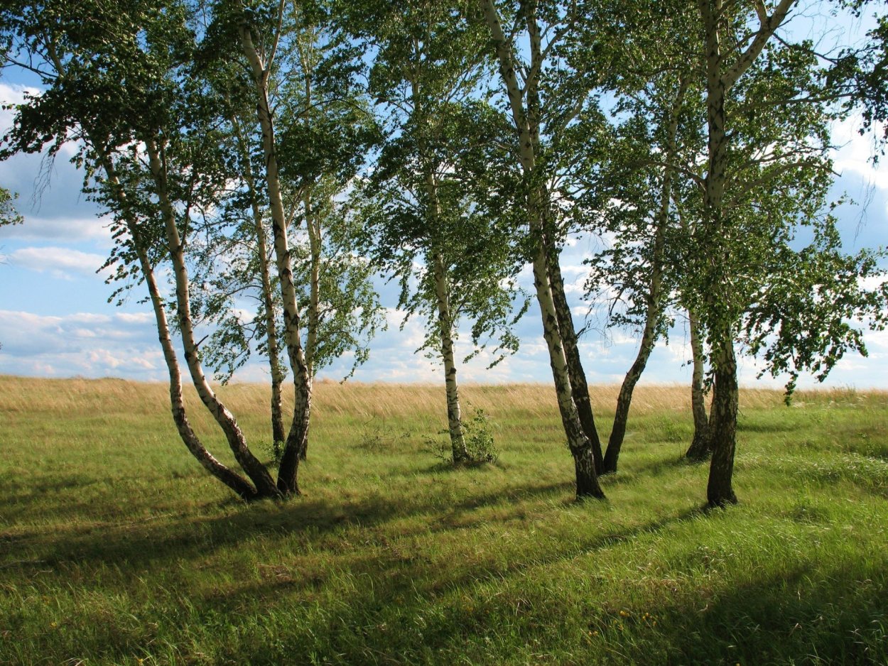 Береза в лесостепи