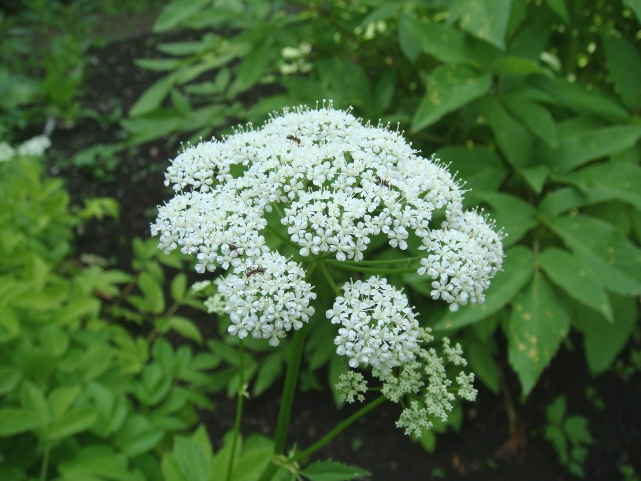 Сныть (Aegopodium podagraria)