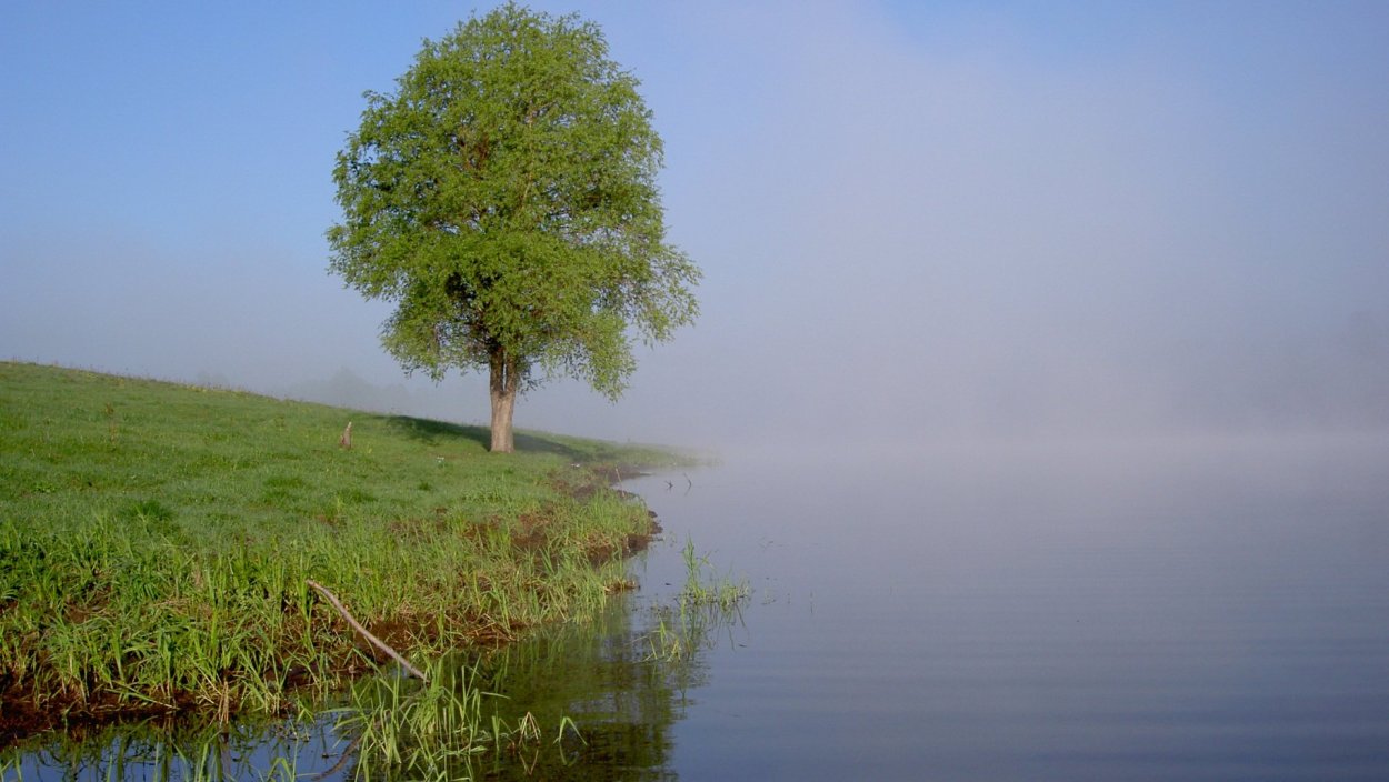 Дерево на берегу реки