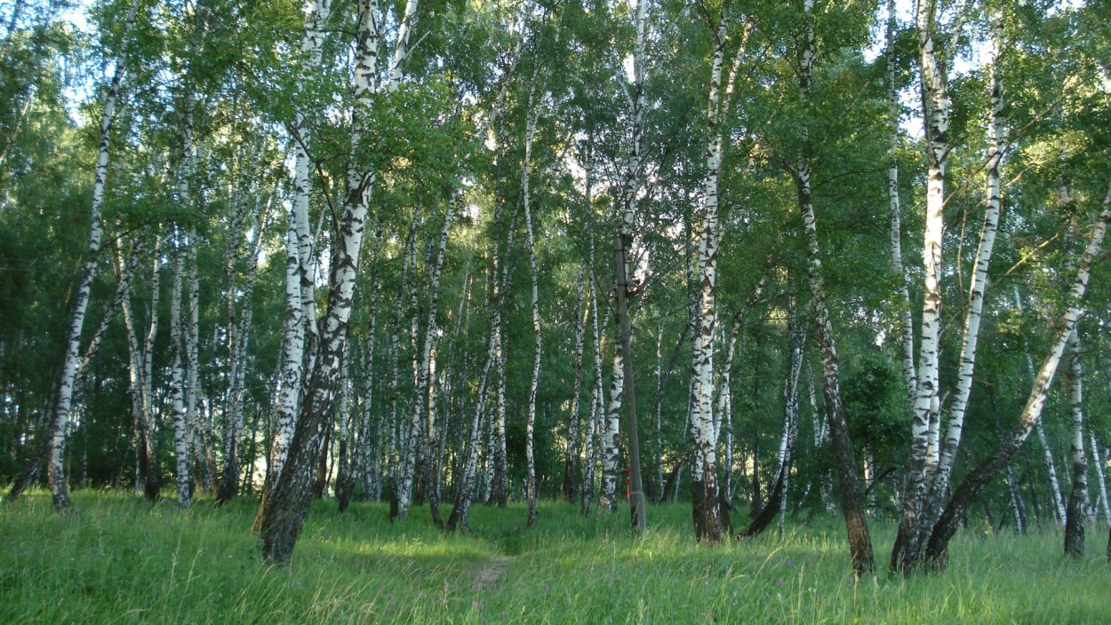 Березовая роща Омск