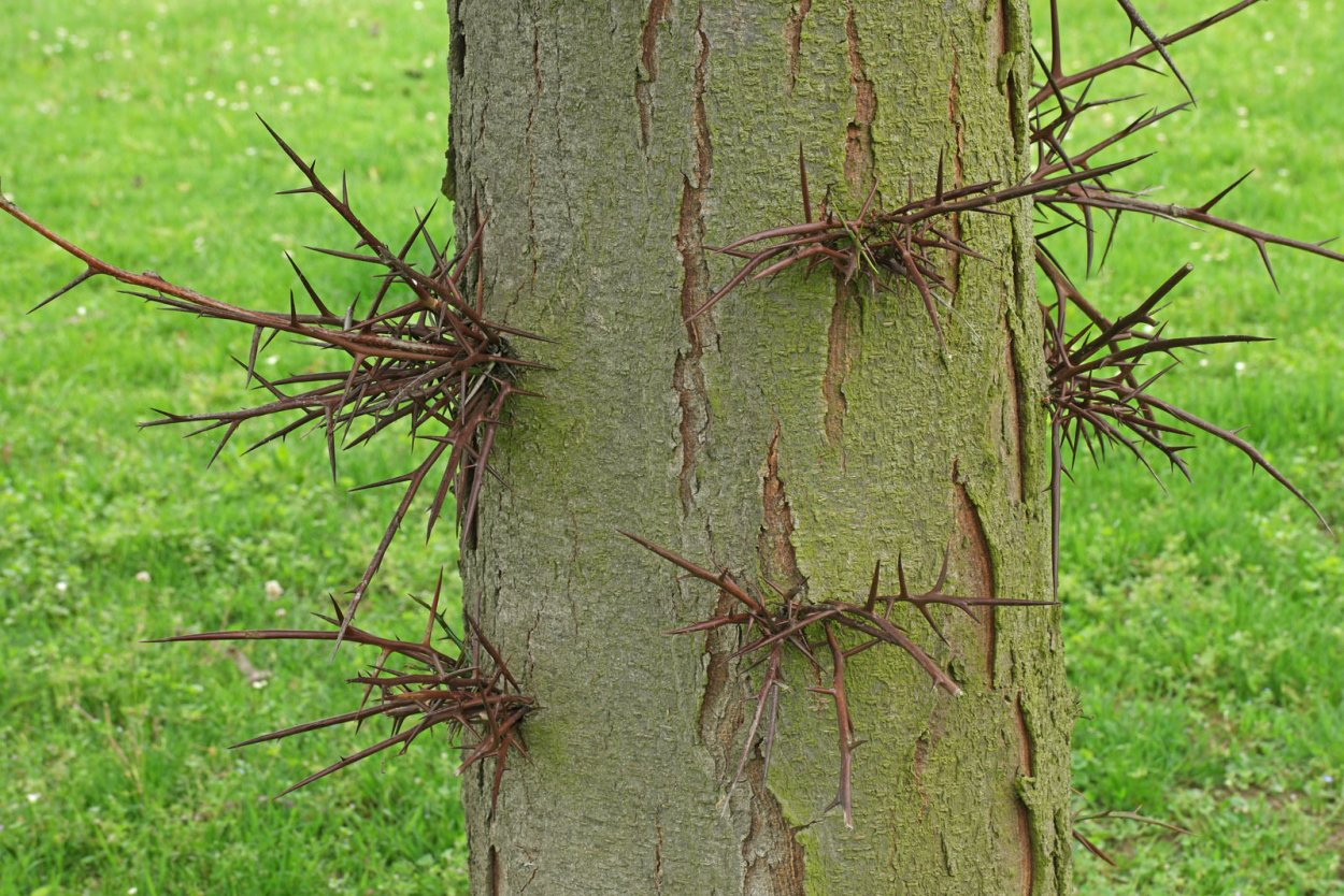 Gleditsia triacanthos