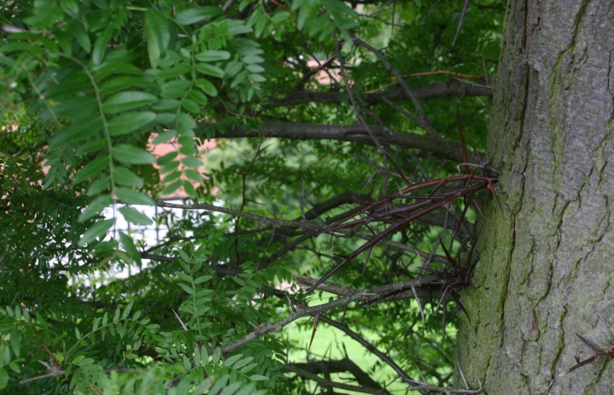 Gleditsia sinensis