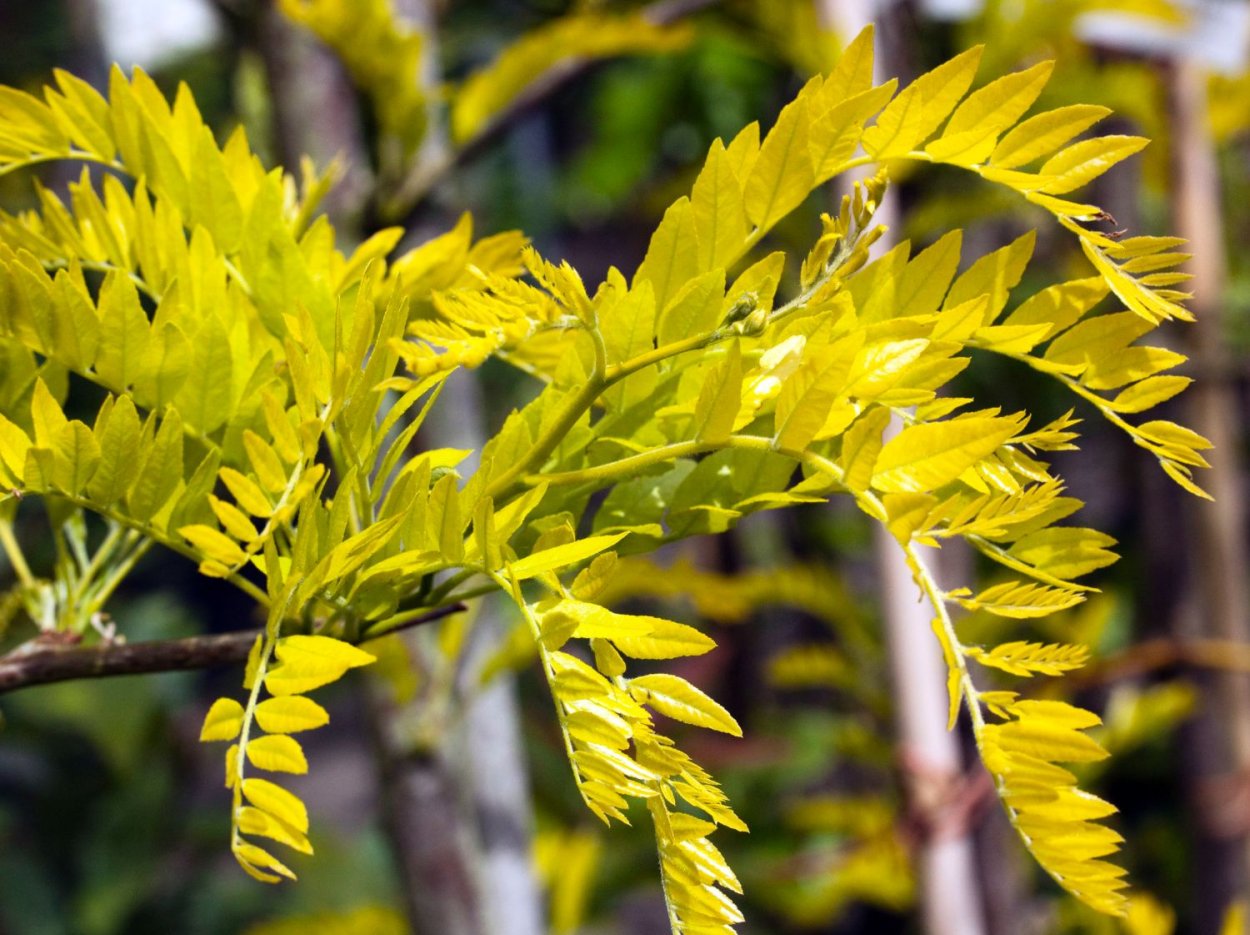 Gleditsia triacanthos Sunburst
