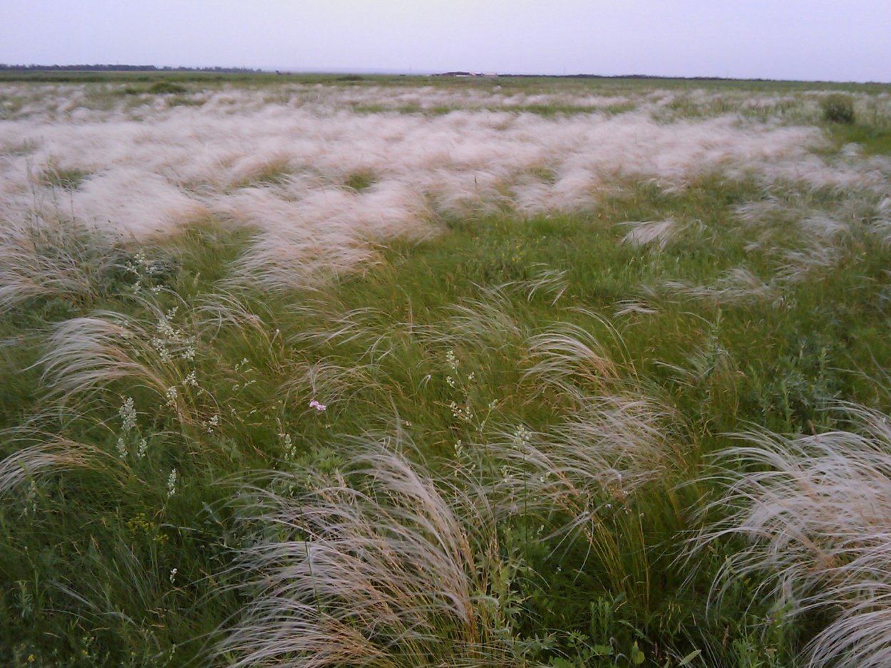 Ковыль Сарептский (Stipa sareptana)