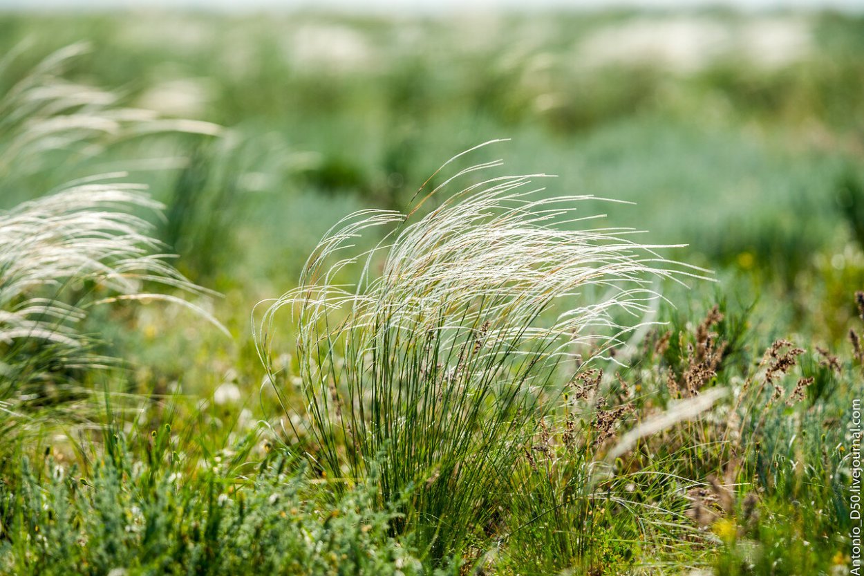 Ковыль перистый (Stipa pennata l.)