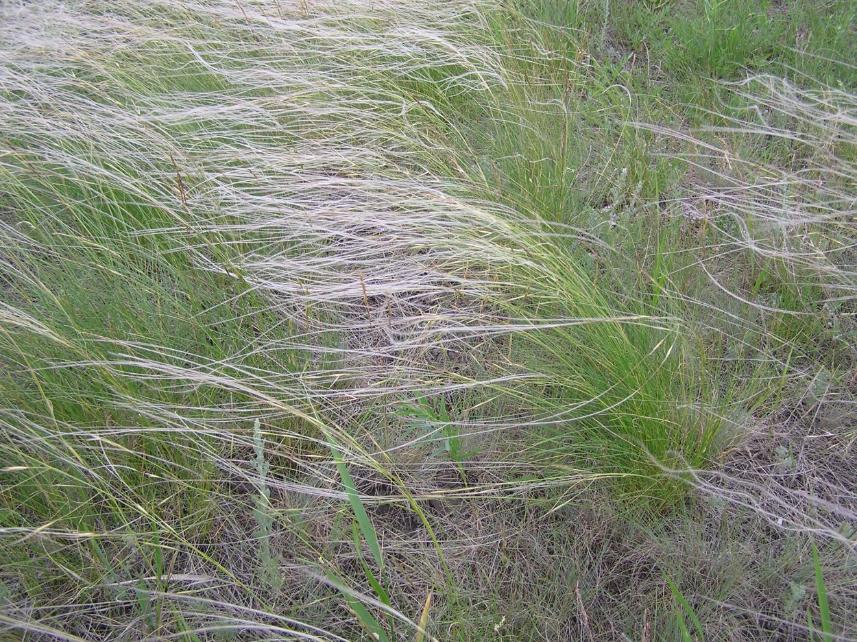 Ковыль Лессинга (Stipa lessingiana)