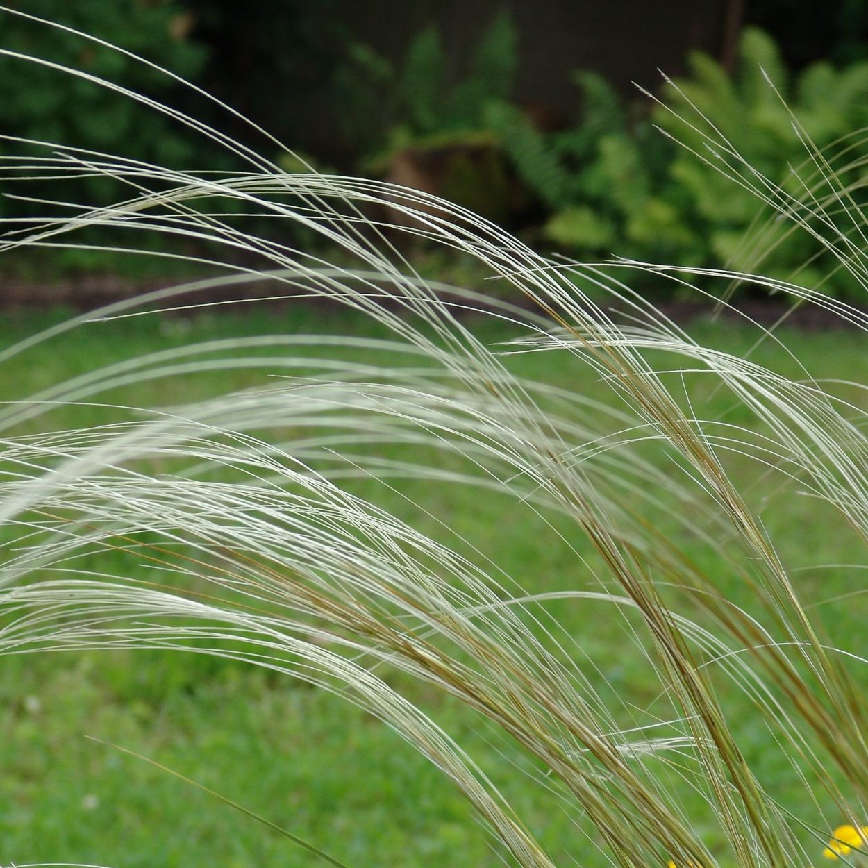 Овсяница Луговая (Festuca pratensis)