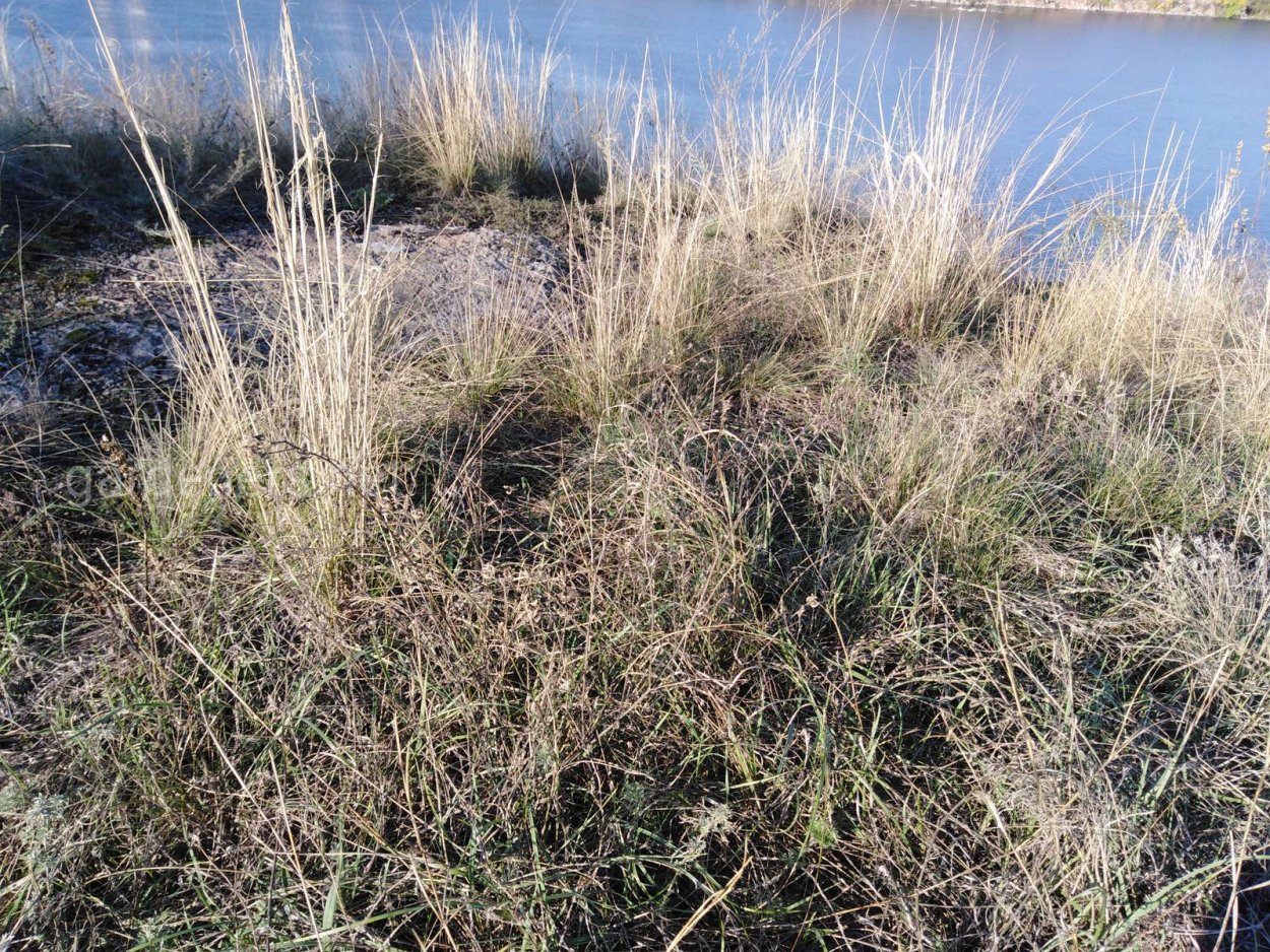 Koeleria macrantha