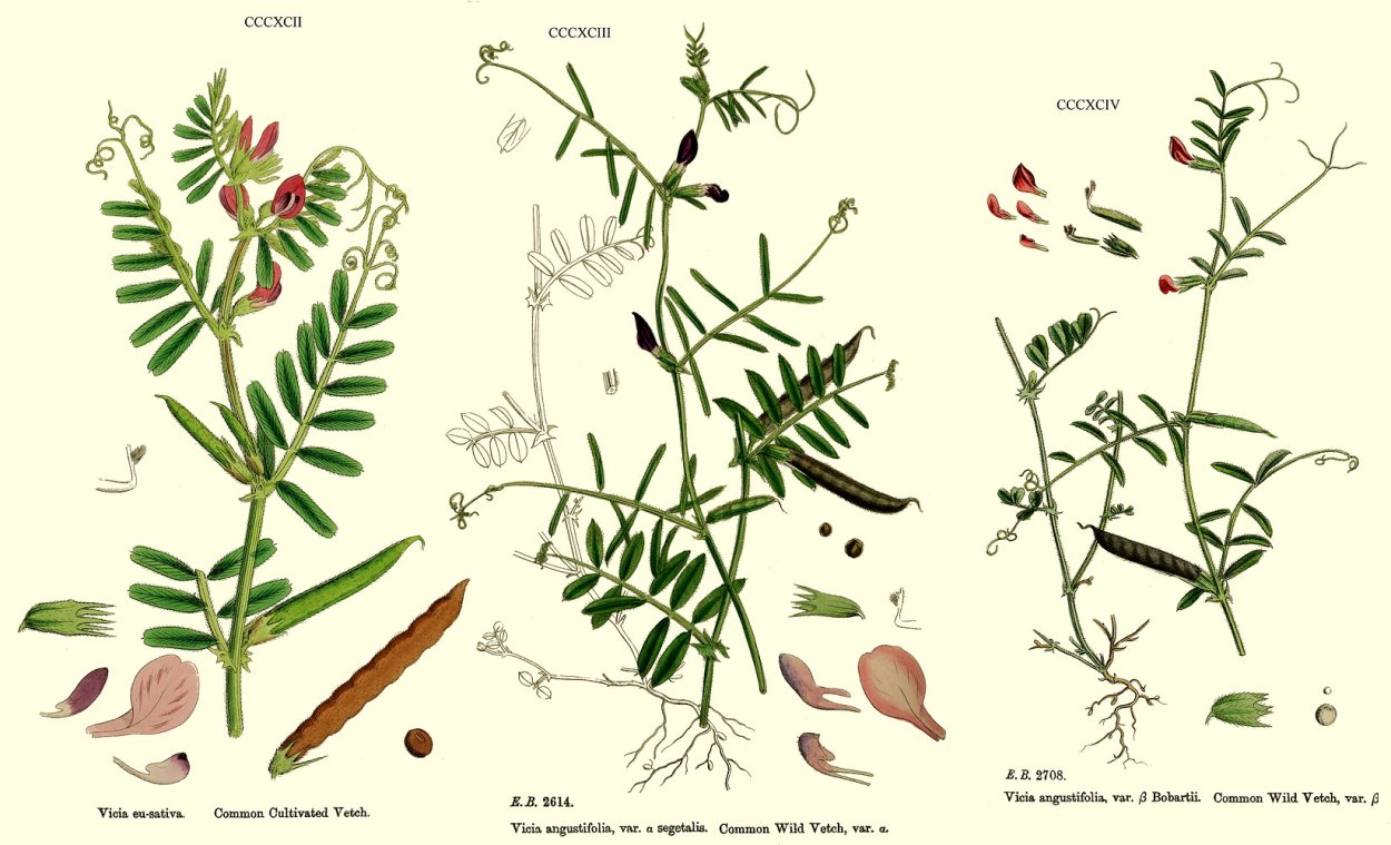 Vicia Sativa строение