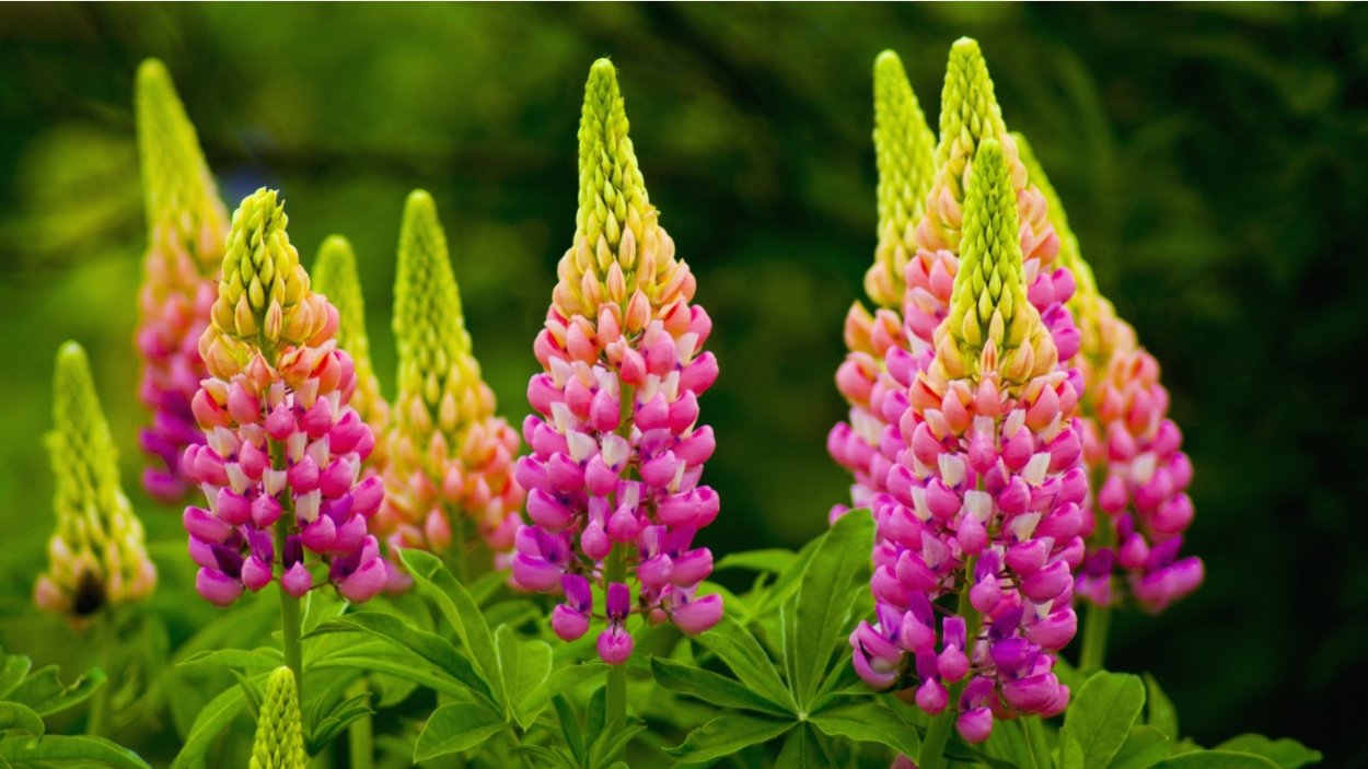 Люпин гибридный "Salmon Star" (Lupinus)