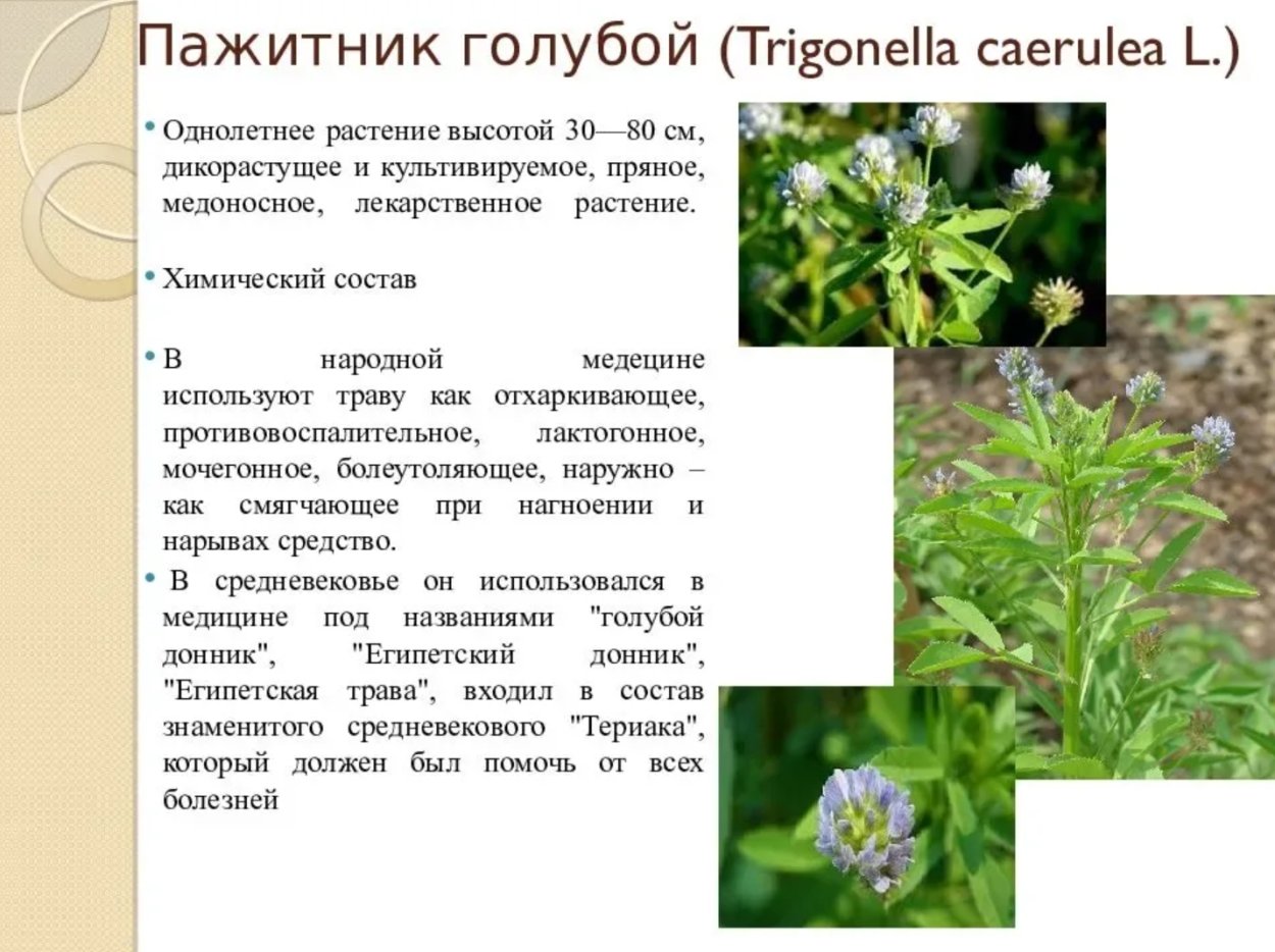 Пажитник голубой Trigonella caerulea