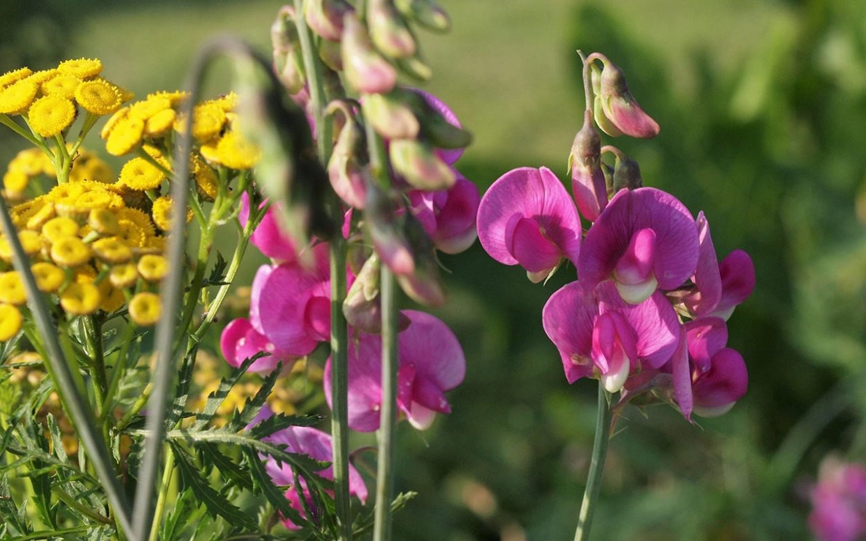 Чина душистая Lathyrus odoratus