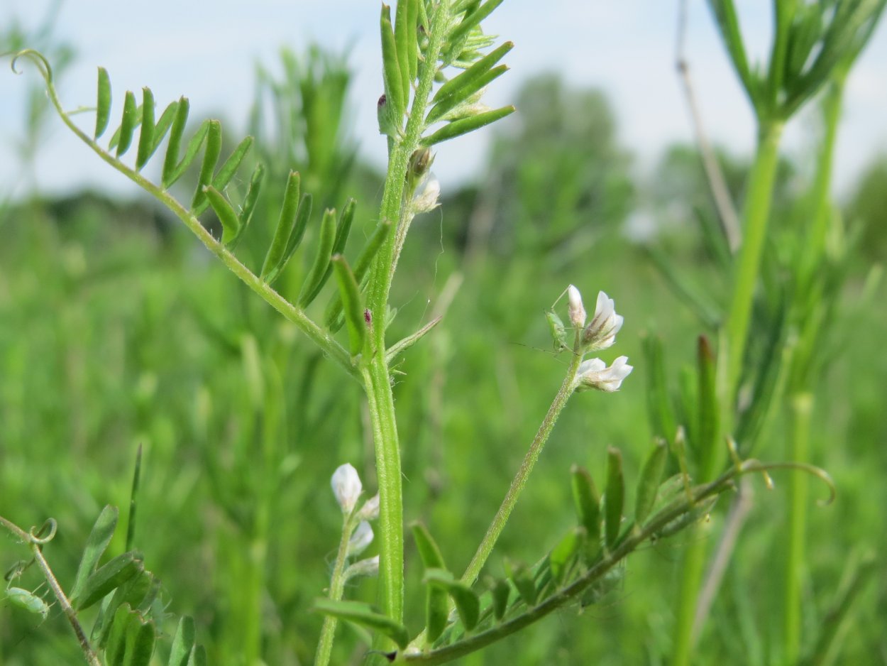 Vicia hirsuta