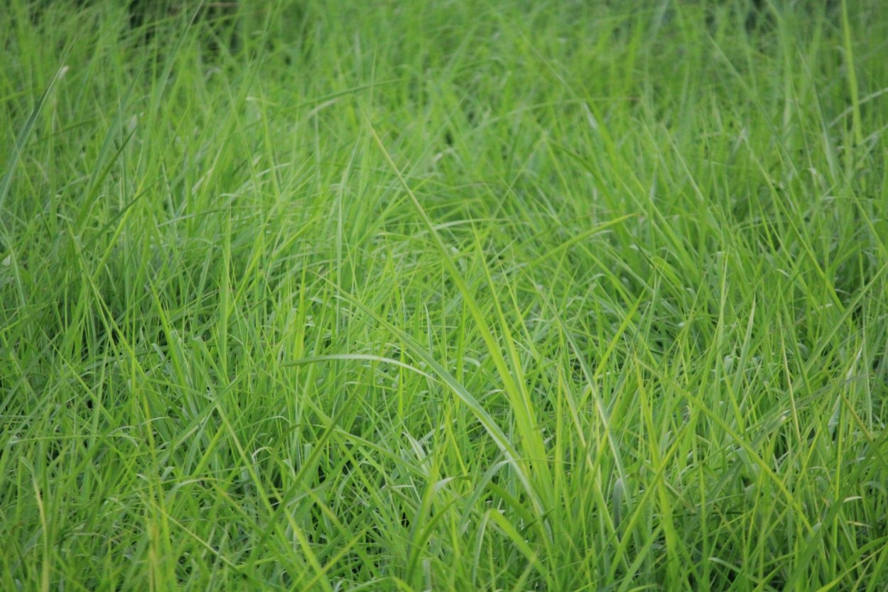 Мятлик Луговой POA pratensis l.