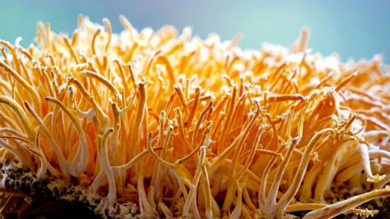 Cordyceps militaris вектор