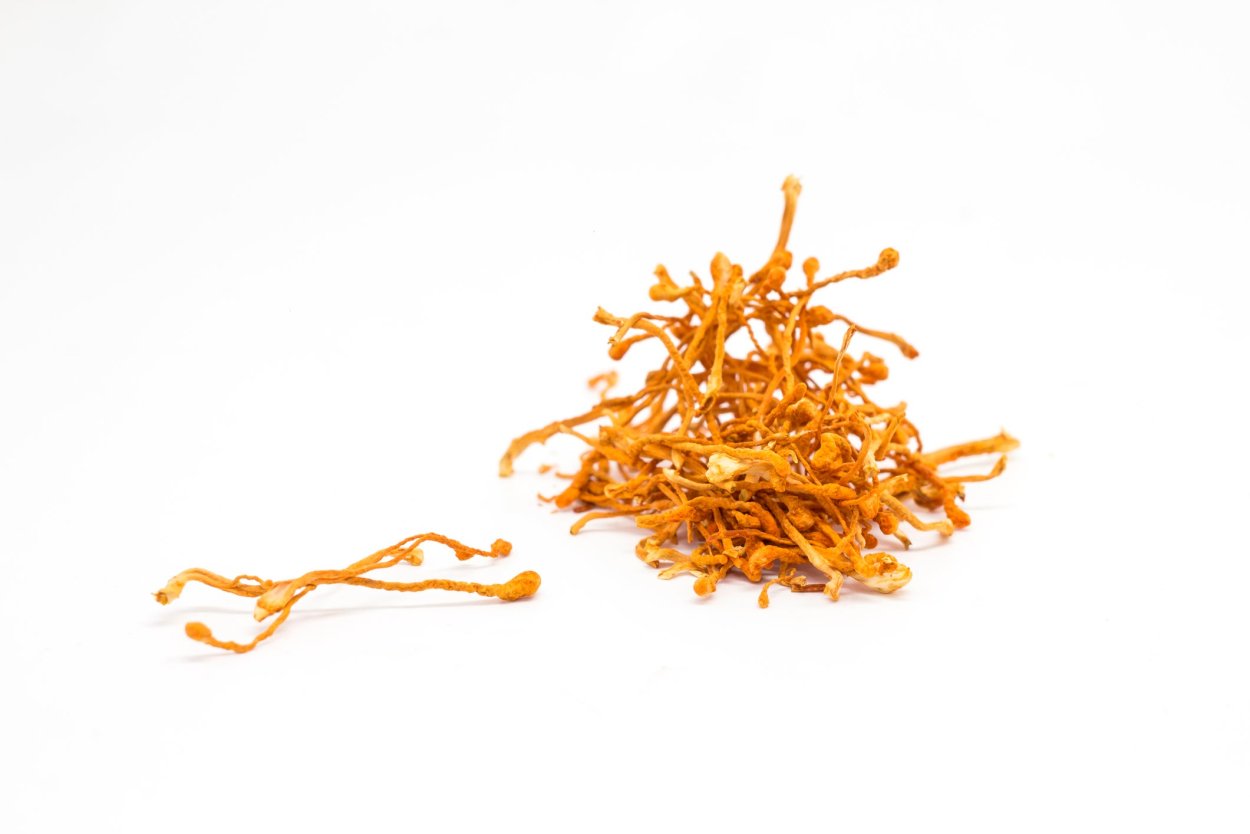 Cordyceps Family Tree