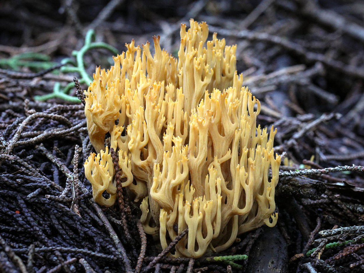 Phaeoclavulina decurrens