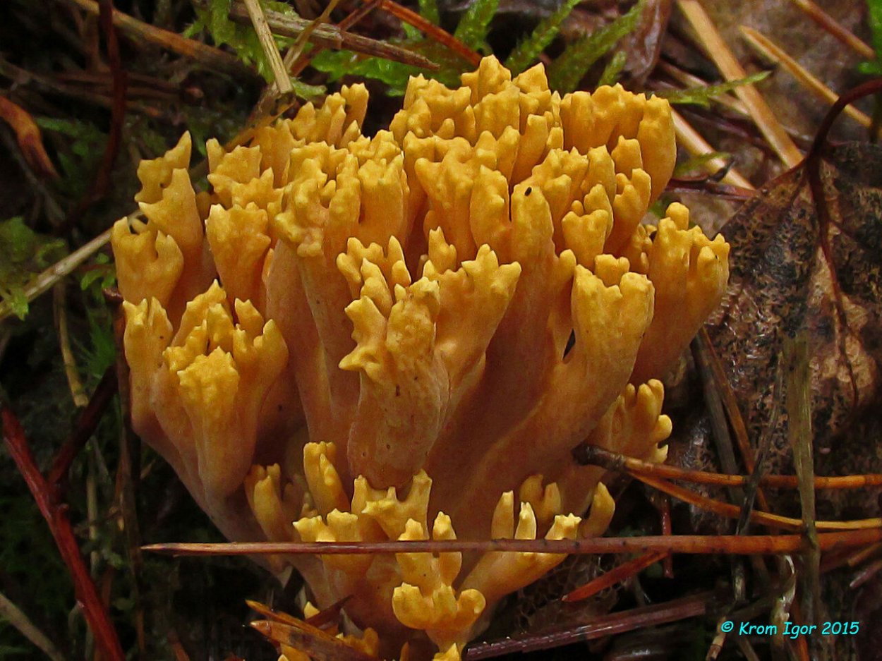 Ramaria плодовое тело