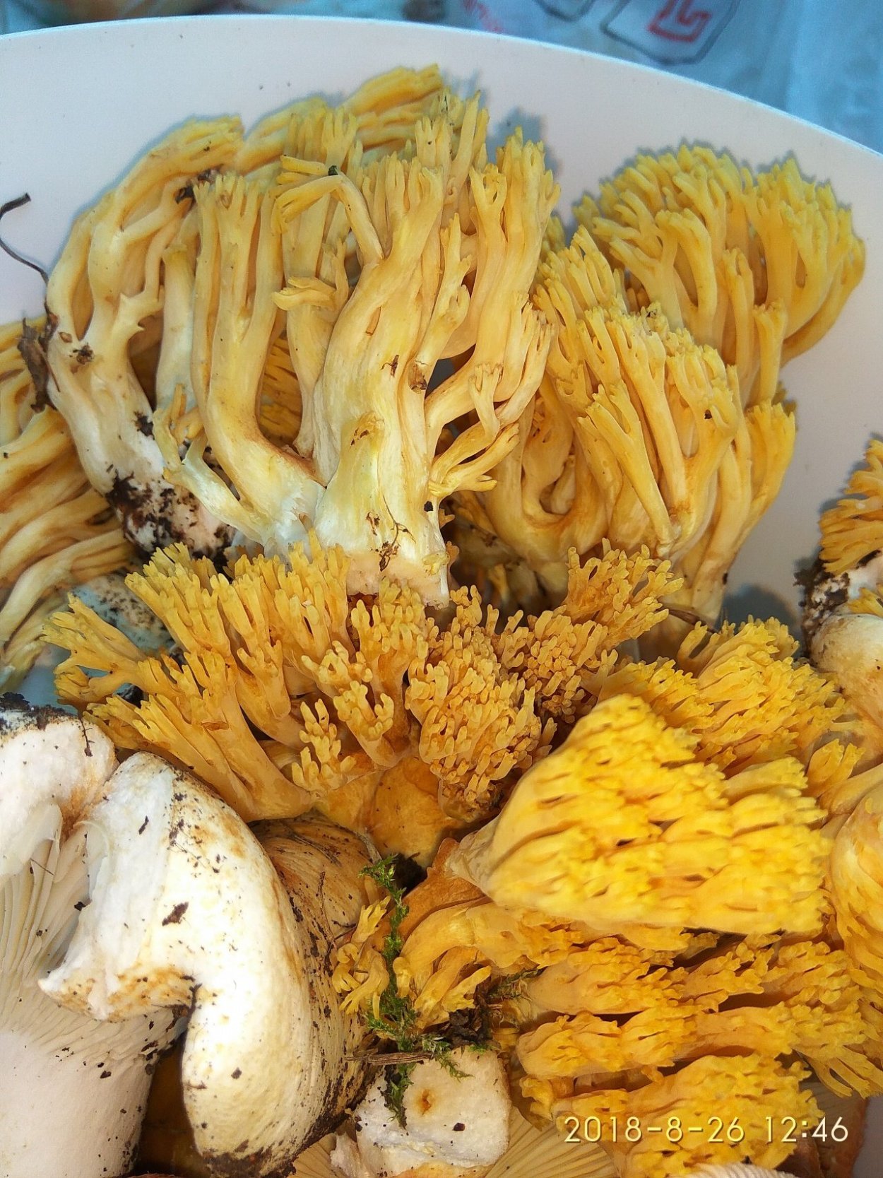 Ramaria suecica