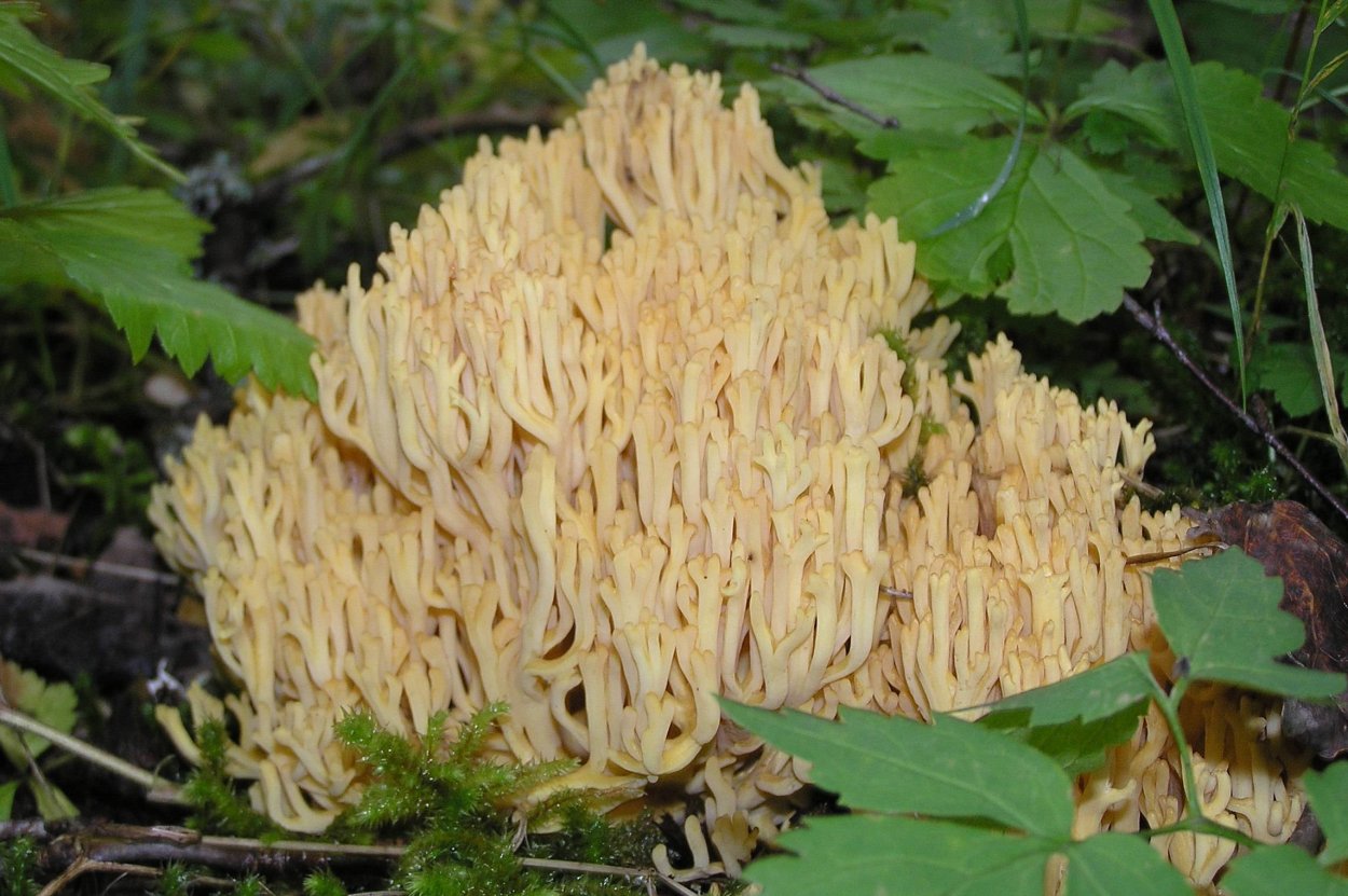 Курки и гуски грибы