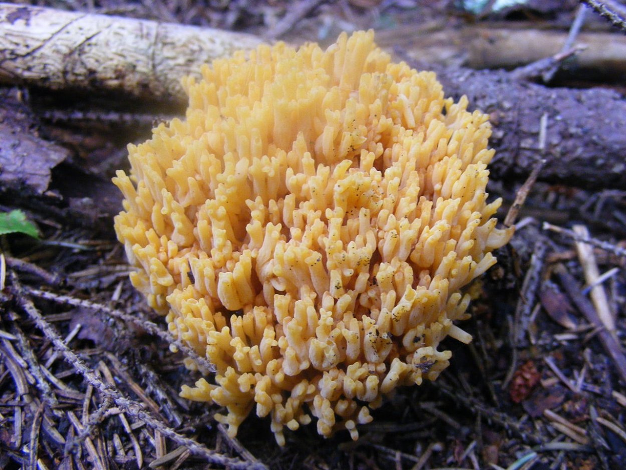 Ежовик, Оленьи рожки.