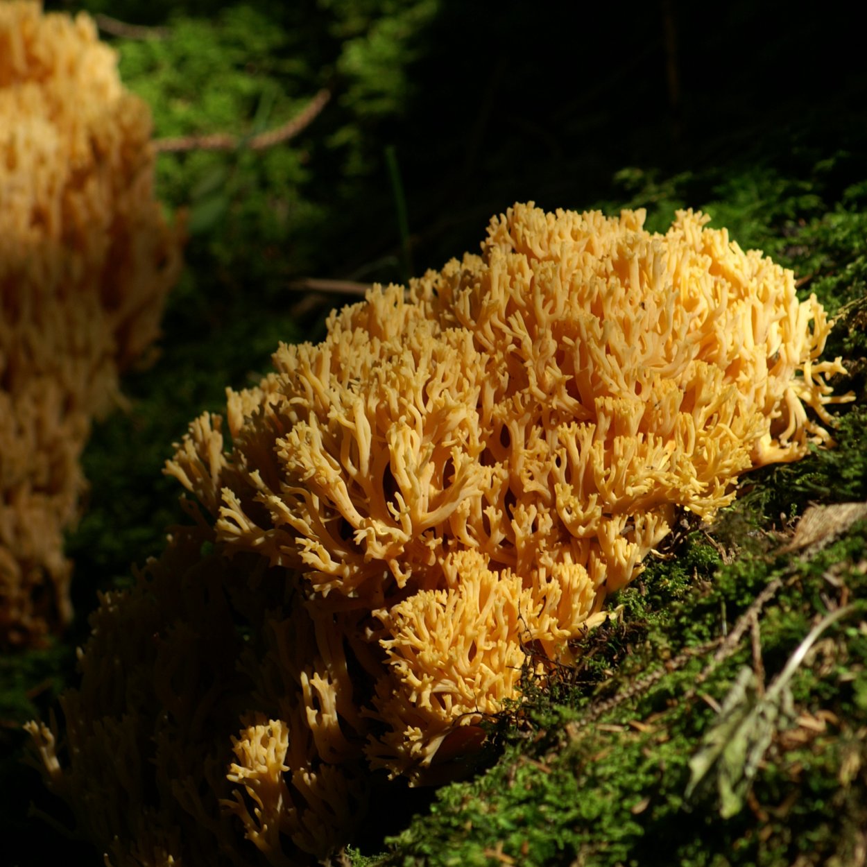 Рогатик прямой (Ramaria stricta).