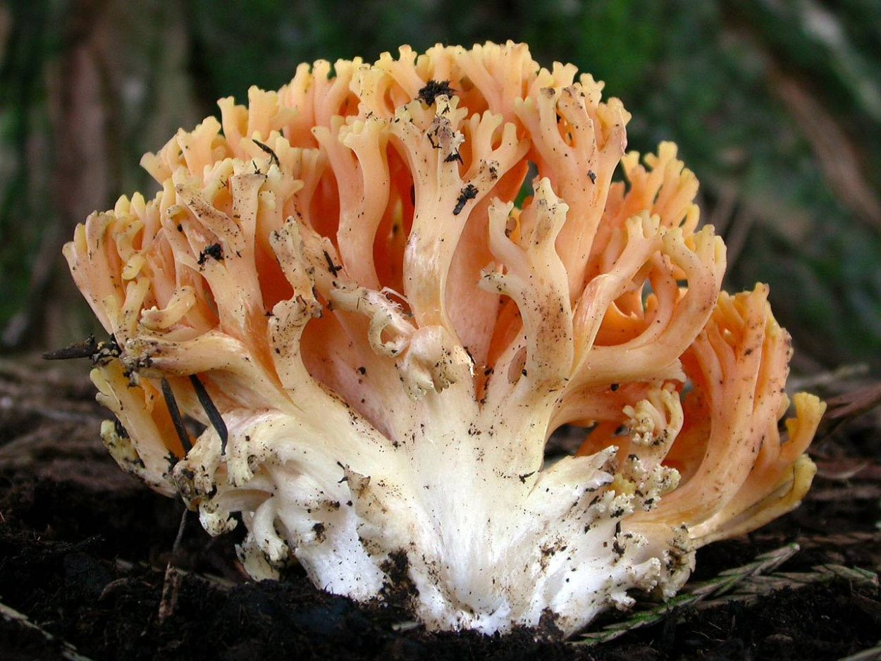 Калоцера клейкая Calocera viscosa