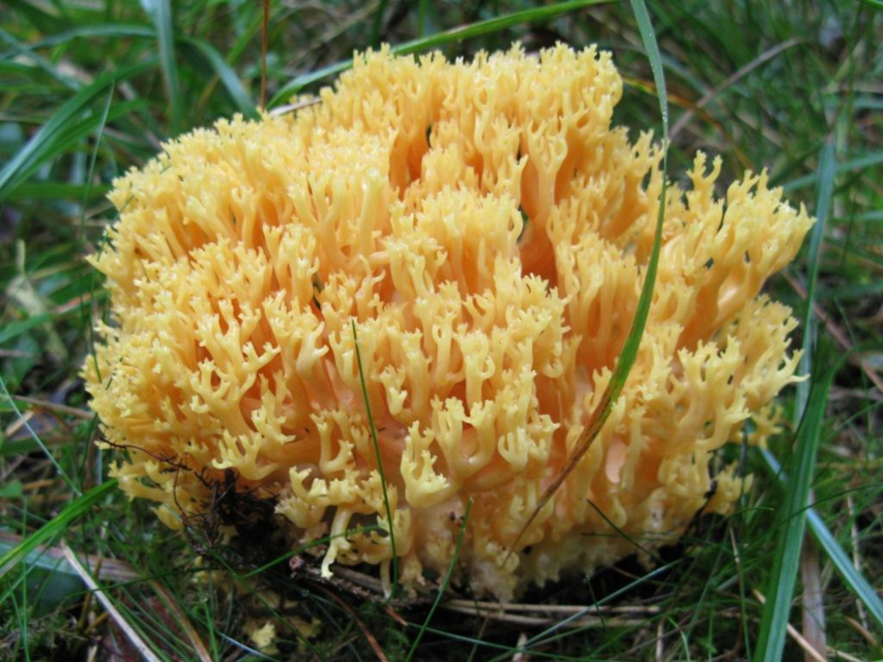 Рамария желтая