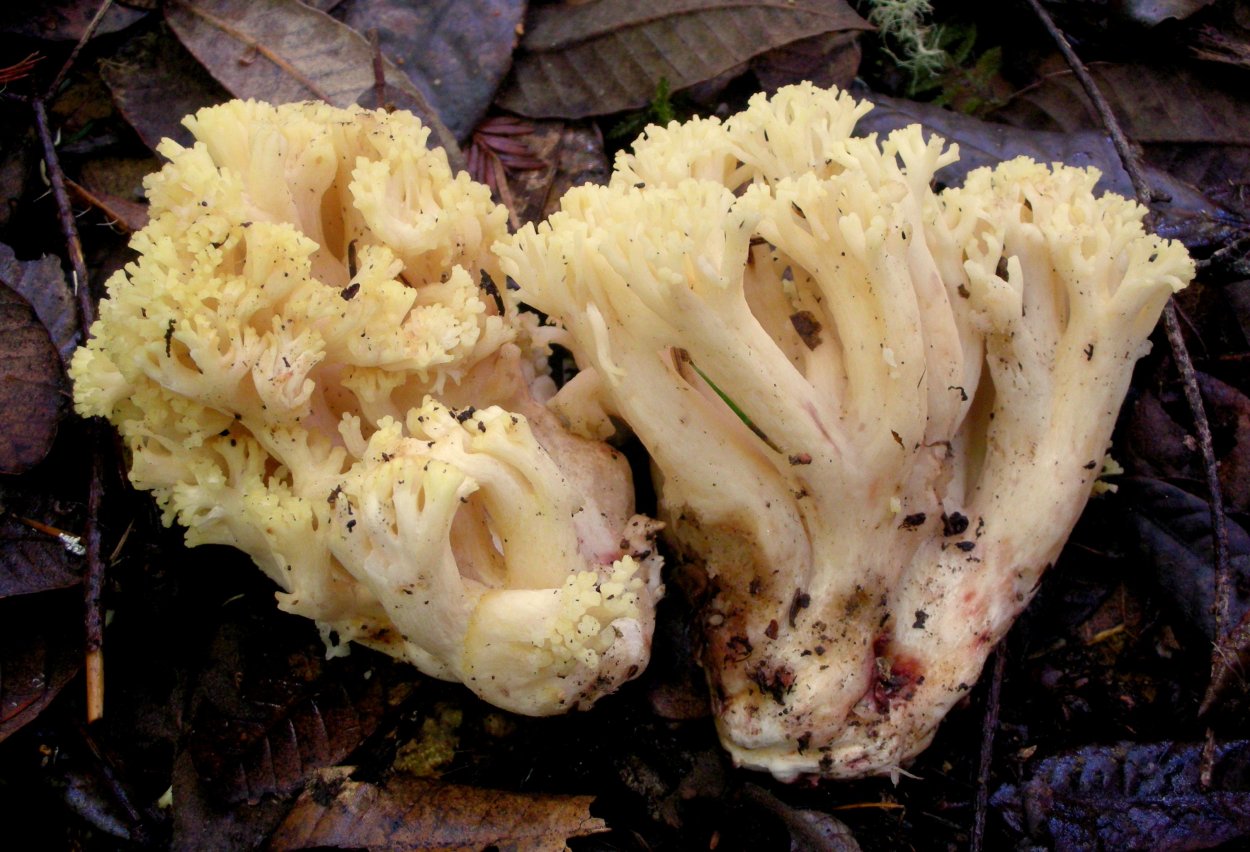 Рамария желтая