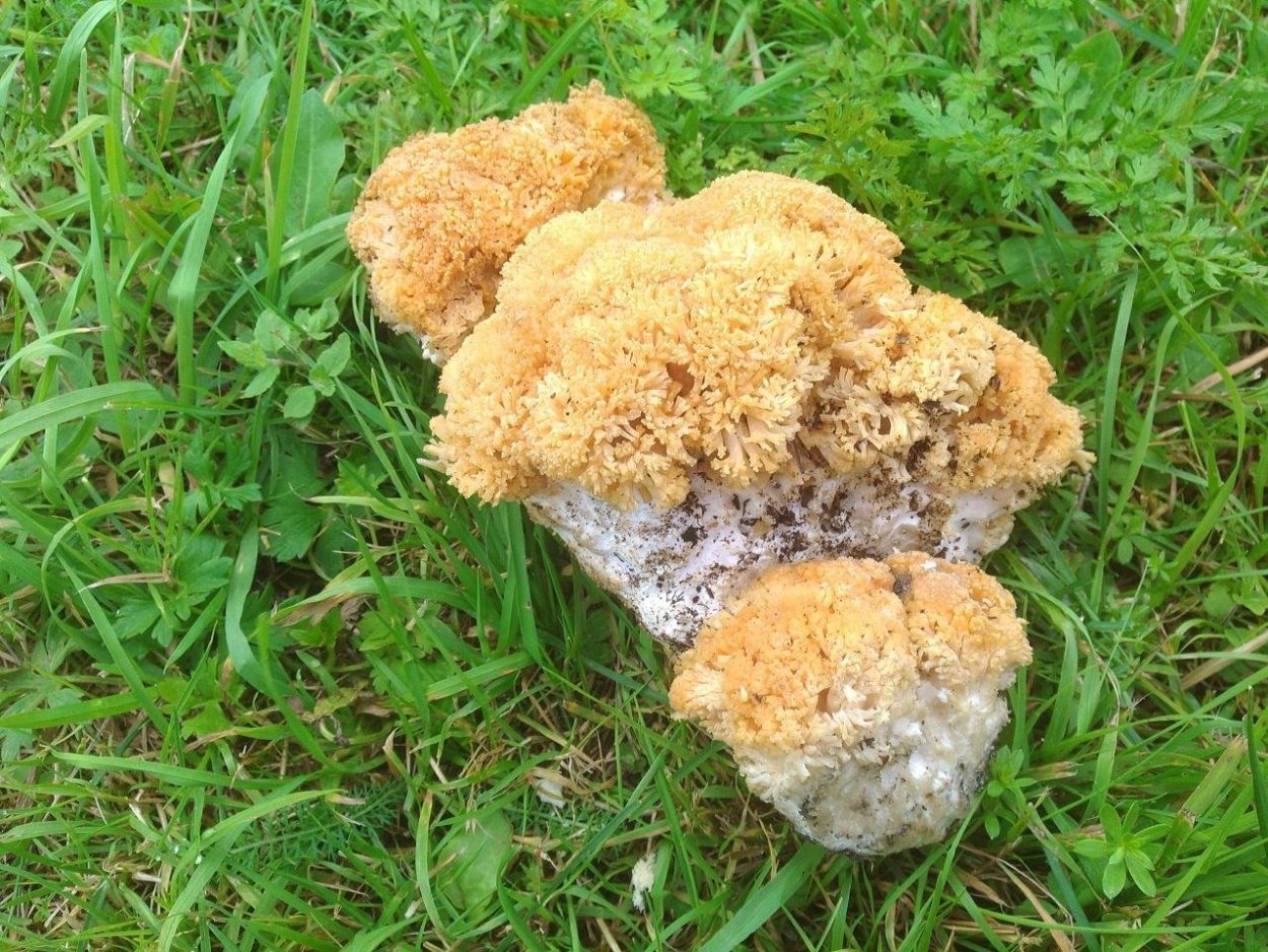 Рамария гриб Ramaria Flava