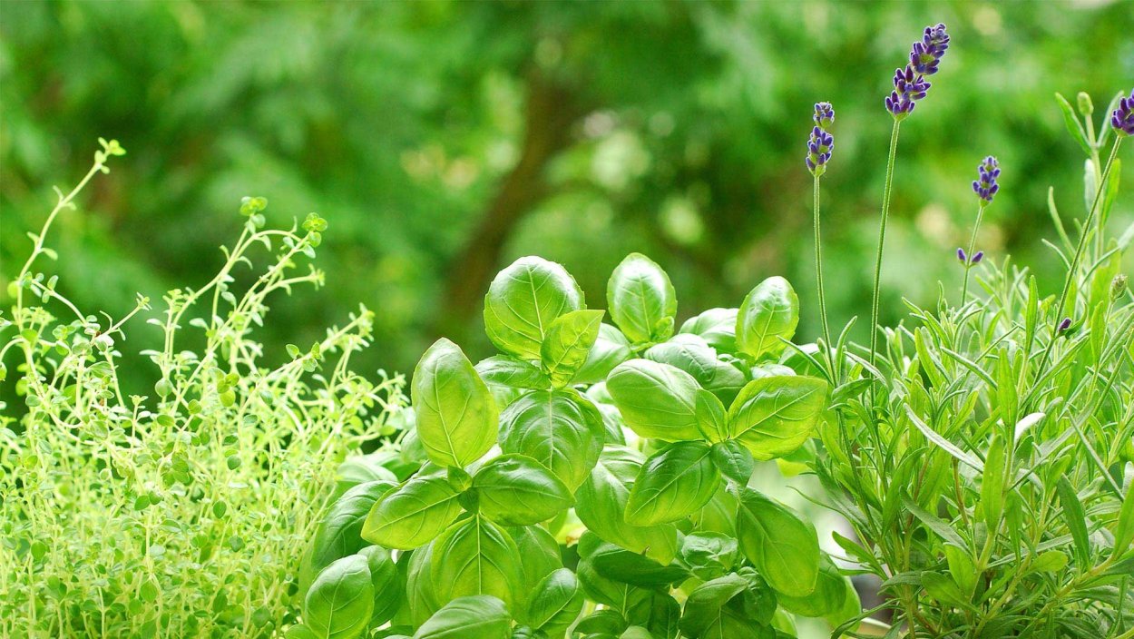 Тимьян ползучий (Thymus serpyllum) сиреневый
