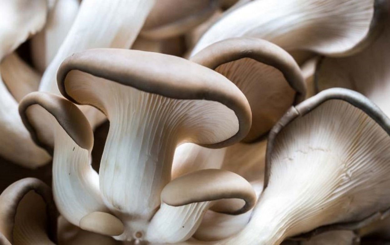 Air mycelium Mushroom