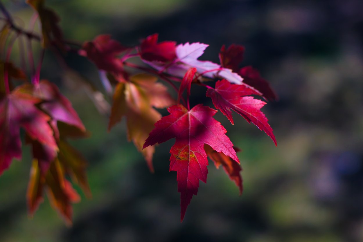 Клен красный autumn Radiance
