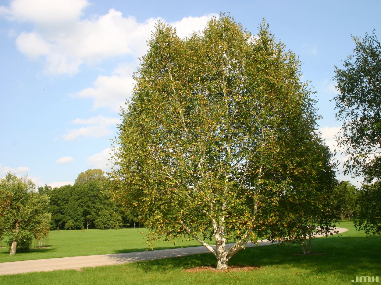 Береза бумажная Betula papyrifera