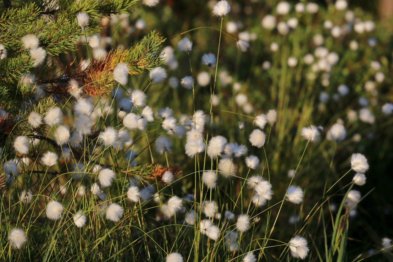 Пушица Болотная Осока