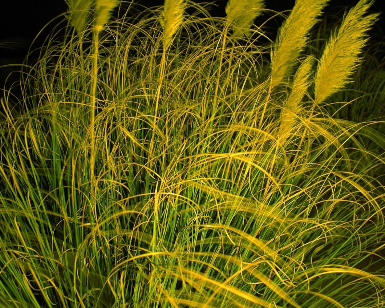 Тростник желтый