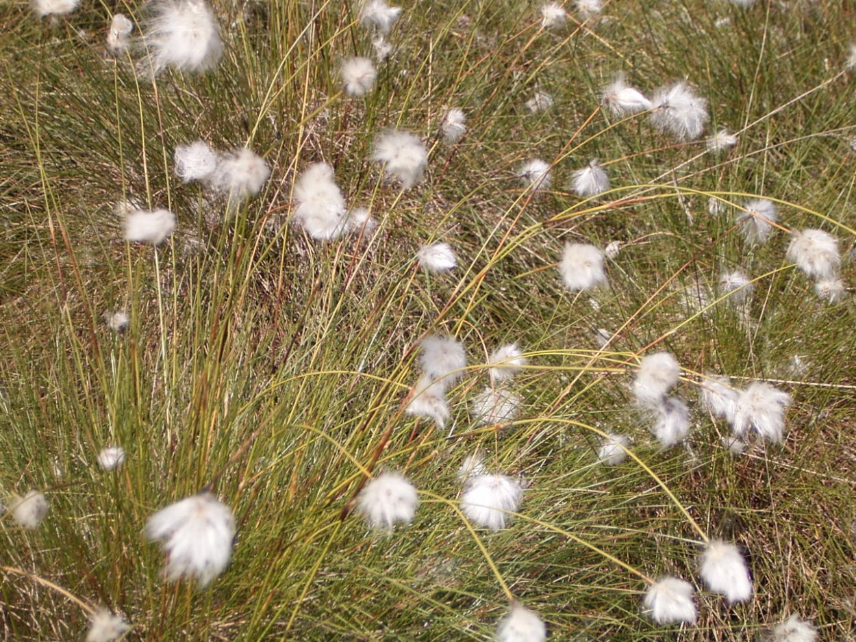 Пушица (Eriophorum)