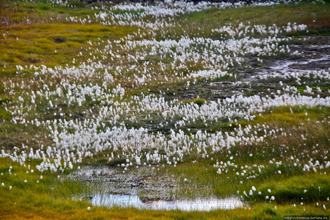 Ненецкий автономный округ растение пушица