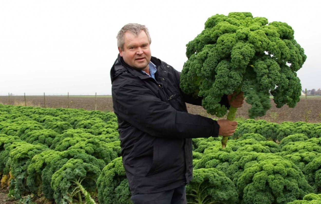 Chou Kale PNG