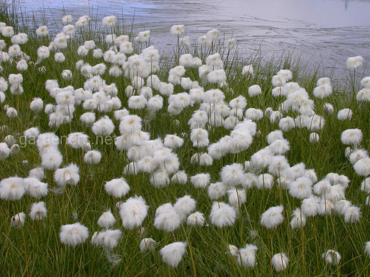 Пушица Шейхцера