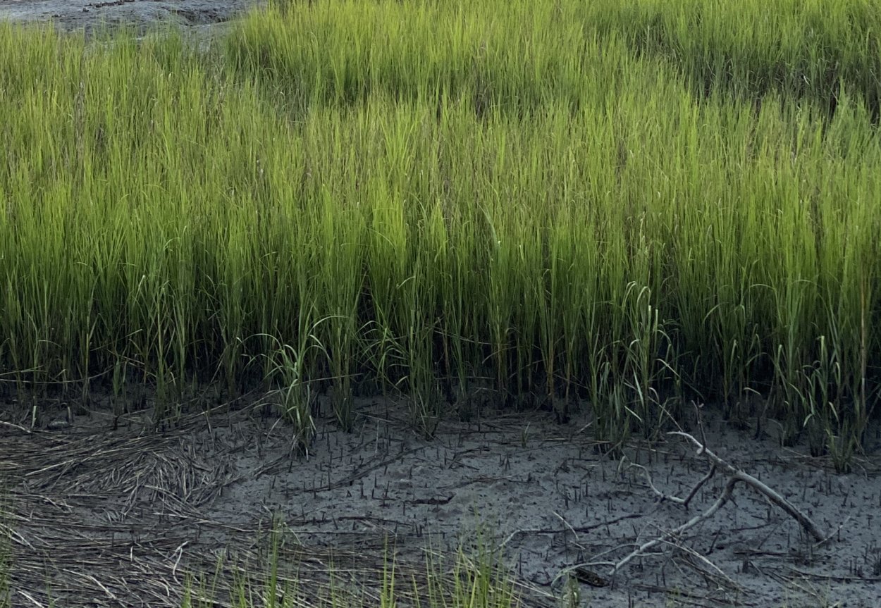 Травы заболоченных лугов