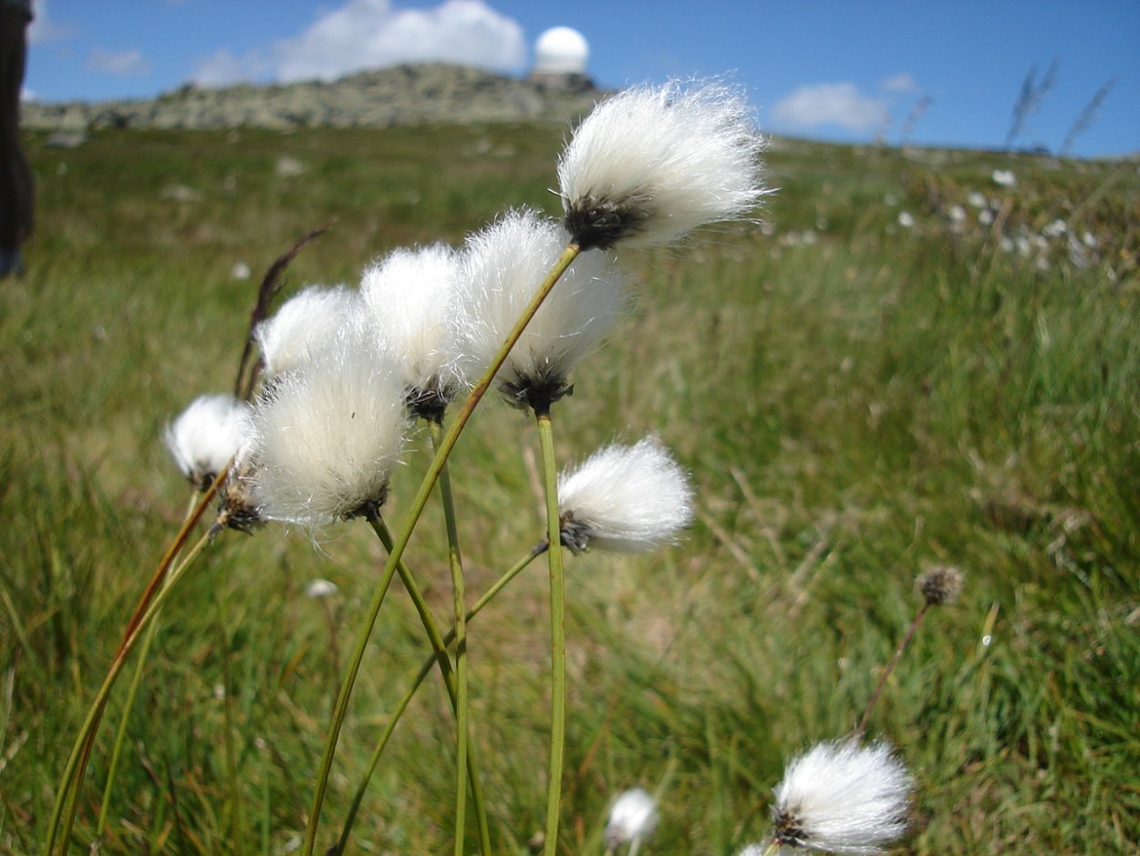 . Пушица влагалищная (Eriophorum vaginatum l.)
