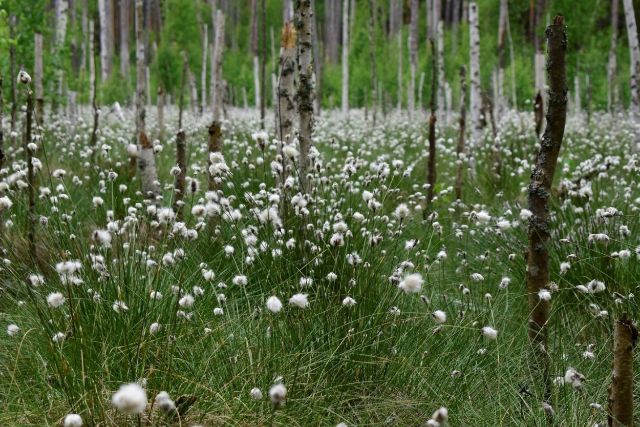 Пушица растение Болотное