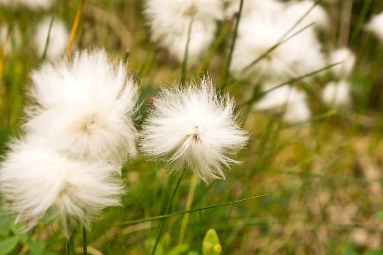 Пушица Шейхцера