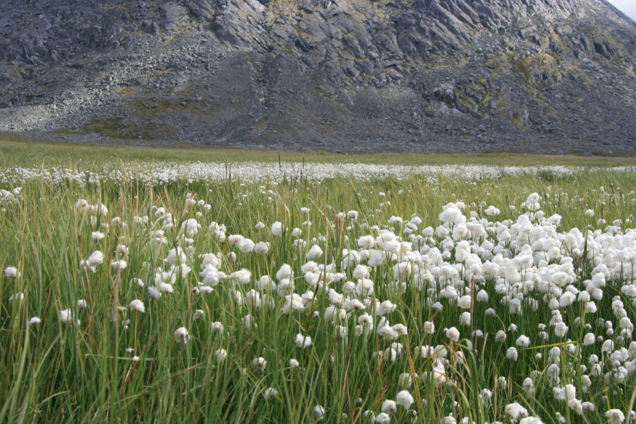 Пушица Болотная