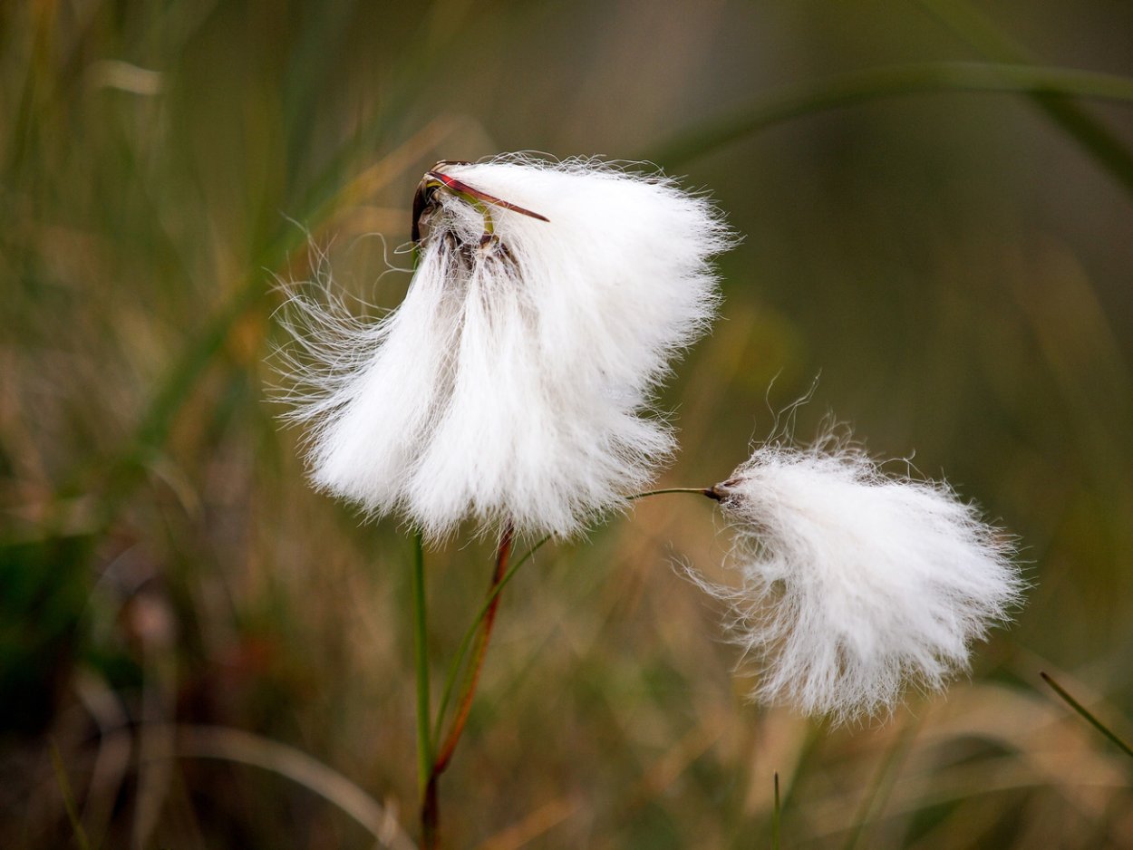 Пушица влагалищная Болотная