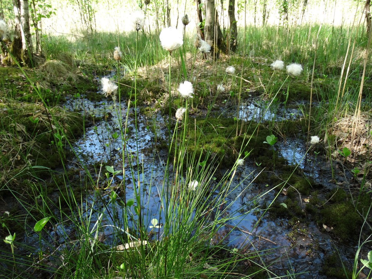 Пушица влагалищная Сестрорецкое болото