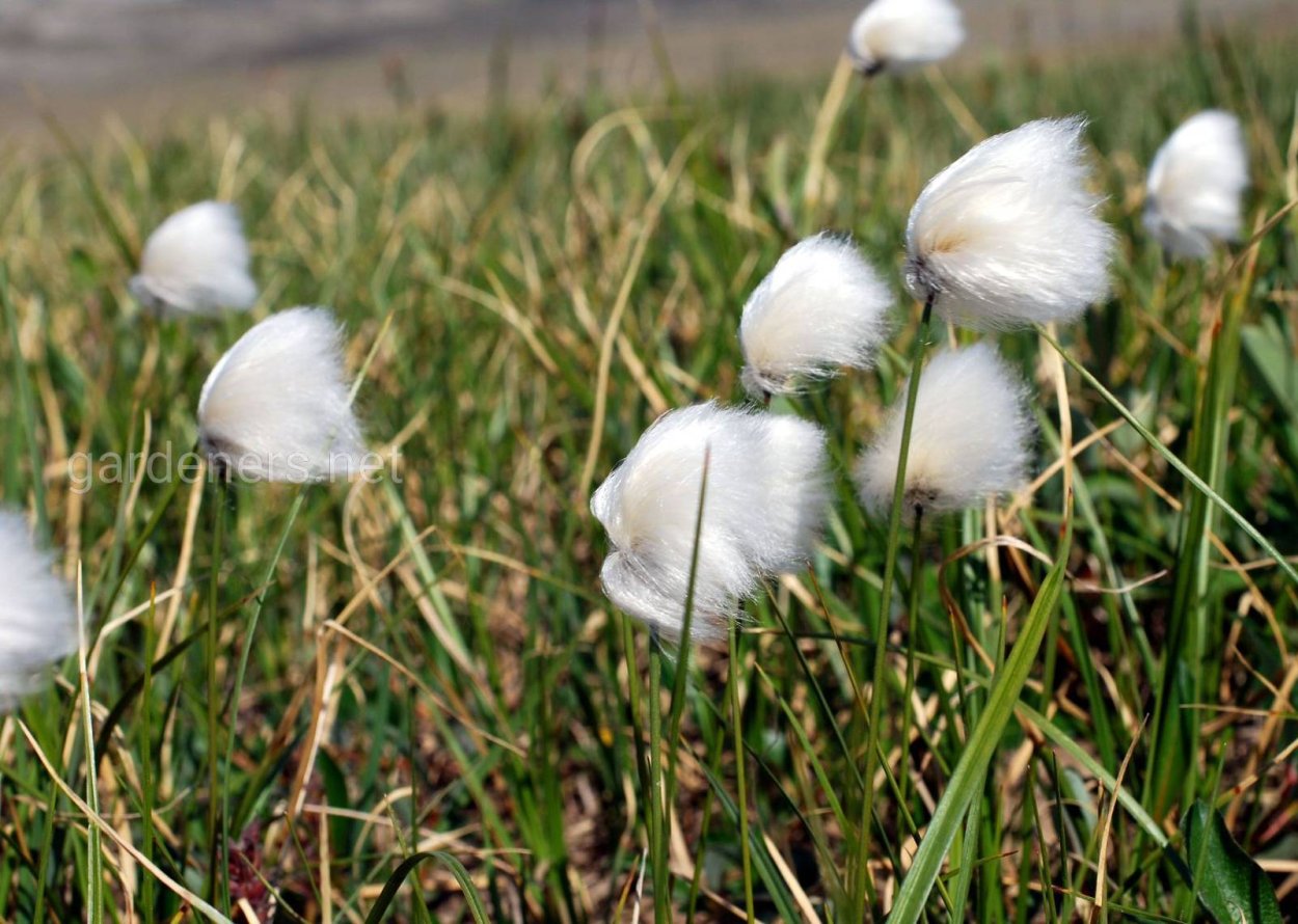 Пушица плод