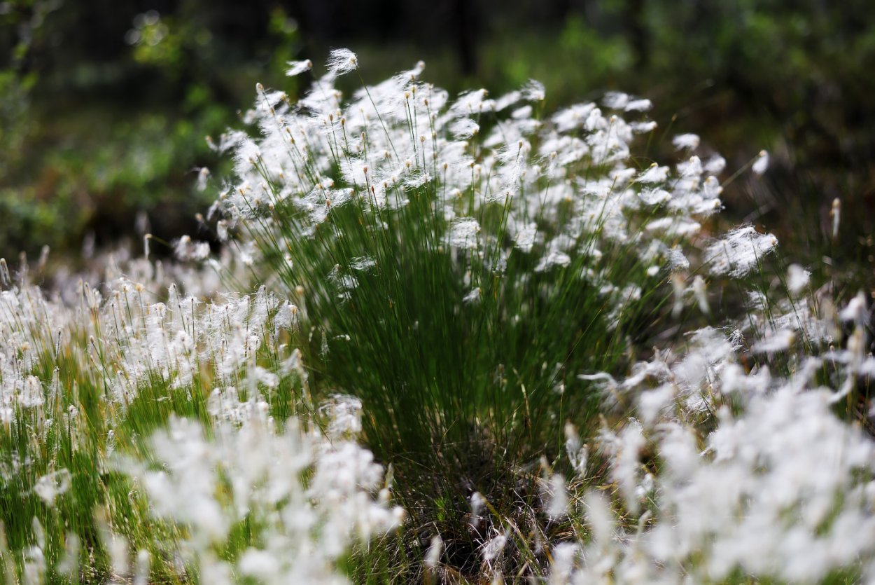 Болотная трава пушистая